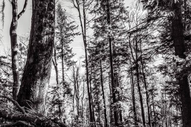 Güzel ormanın siyah beyaz fotoğrafı.