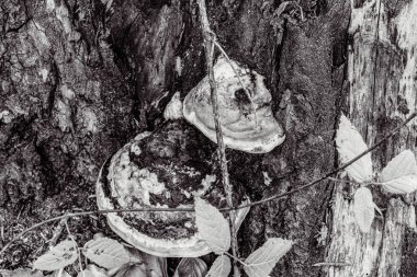 Ağaç dalları, bitki örtüsü ve yapraklar.