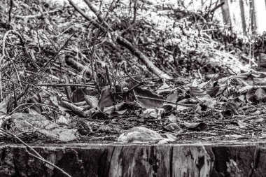 Ormandaki ağaç kütüğü.