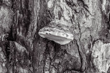 Ormandaki ağaç kütüğü