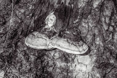 bir ağacın siyah beyaz fotoğrafı