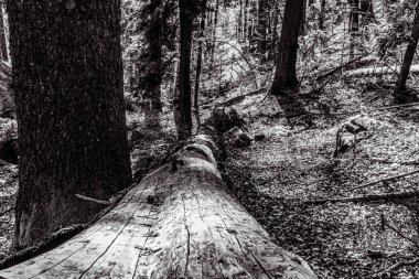 Ormandaki ağaçların dikey gri tonlu görüntüsü.