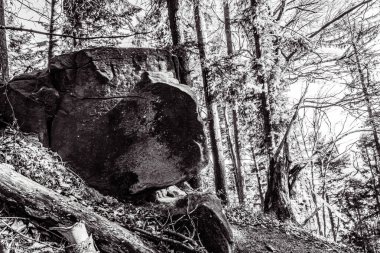 Ormandaki yaşlı ağaç