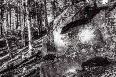 bir ağacın siyah beyaz fotoğrafı