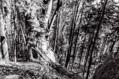 Dağlardaki ormandaki ağaç gövdesinin siyah beyaz fotoğrafı.