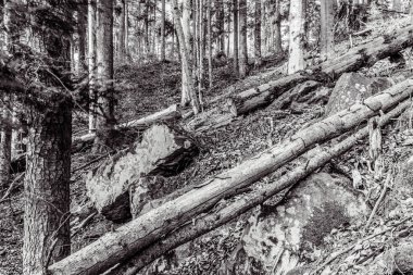 Dağlardaki güzel orman