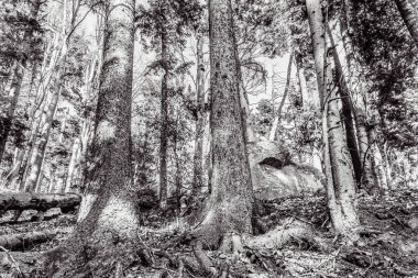 Ormandaki siyah beyaz orman.