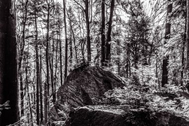 Ormandaki bir ağacın siyah beyaz fotoğrafı.