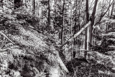 Ormandaki bir ağacın siyah beyaz fotoğrafı.