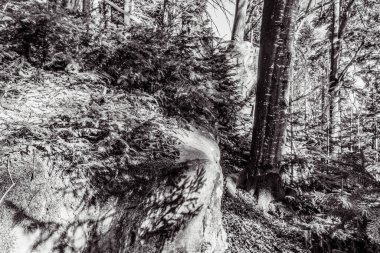 Doğanın güzel manzarası