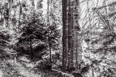 Karla kaplı ağaçlarla kaplı kış ormanı