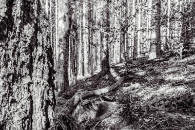 Güneşli bir günde güzel bir orman