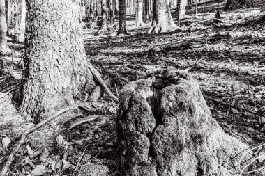 Siyah ağaç gövdesi