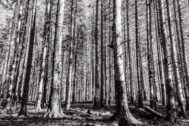 Çam ormanının siyah beyaz fotoğrafı