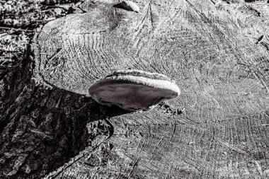 Ağaç gövdesi dokusu arka plan, doğal kabuk yüzeyi