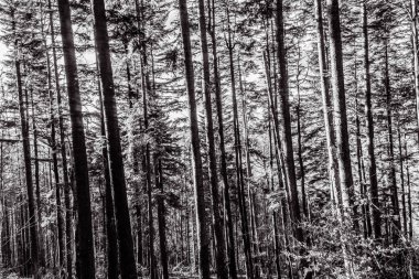 Sonbaharda çam ağacı ormanının siyah beyaz fotoğrafı