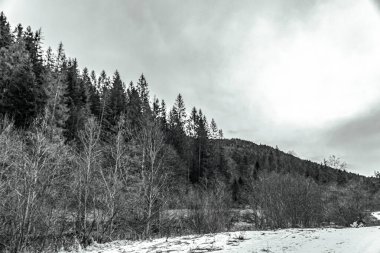 Karla kaplı ağaçlarla kaplı kış manzarası