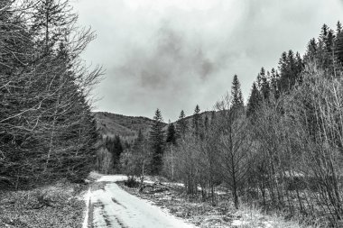 Güzel kış ormanı karlı ağaçlarla kaplı.