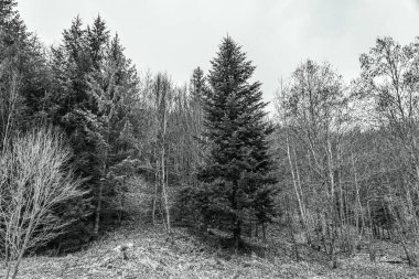 Baharda yoldaki kara orman