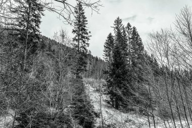 Ağaçlar ve ağaçlarla kaplı kış manzarası