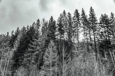 Çam ormanının siyah beyaz fotoğrafı