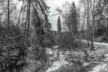 Ağaçlarla çevrili bir yoldan gri tonda bir çekim.