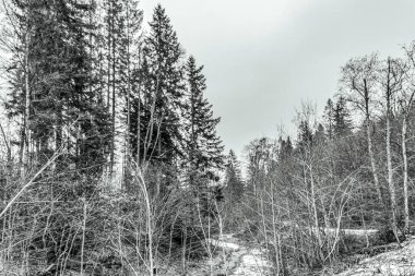 Ormanda kış manzarası.