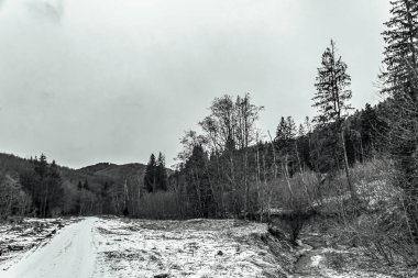 Karlı güzel kış manzarası - ağaçlarla kaplı