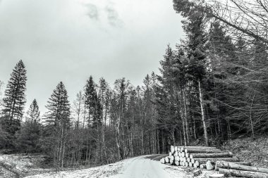 Ağaçlı ve yollu bir ormanın güzel bir görüntüsü.