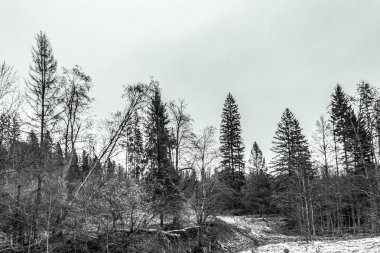 Rusya 'da bir kış gününde güzel bir orman