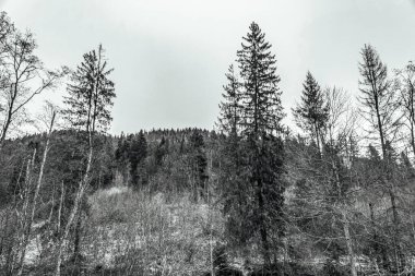 Karda kış ormanı.