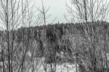 Kışın ormanda güzel bir ağaç görüntüsü.