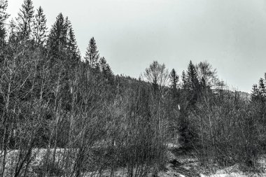 Karla kaplı ağaçlarla kaplı kış manzarası.