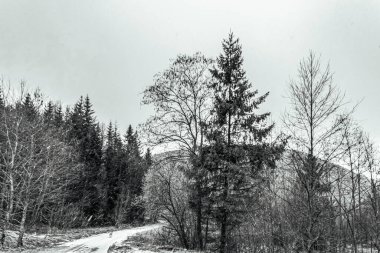 Karpat Dağları'nın kış manzarası.