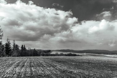 Kırsaldaki bir buğday tarlasının siyah beyaz fotoğrafı