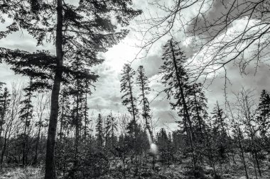 Çam ağacı ormanının siyah beyaz fotoğrafı ve yazları beyaz bulutlu mavi gökyüzü.