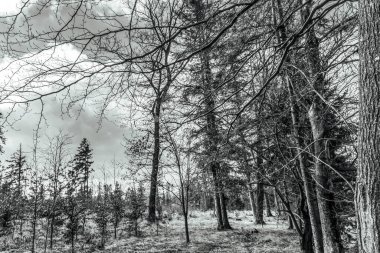 Çam ormanlı kış manzarası