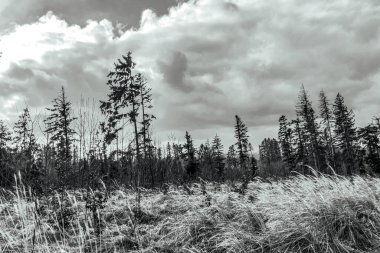 Bulutlu bir günde ormanda güzel bir ağaç görüntüsü.