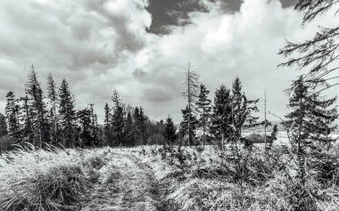 Ormandaki bir çam ağacının siyah beyaz fotoğrafı