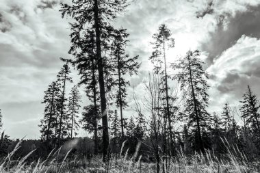 Akşamları güzel bir orman