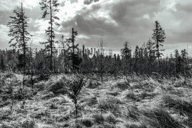 Tarladaki bir ağacın siyah beyaz resmi