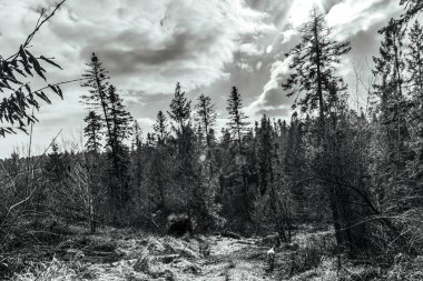 Dağlarda kasvetli bir günün ortasında boyanmamış bir çam ormanının siyah beyaz fotoğrafı.