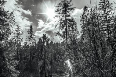 Siyah beyaz resimli ağaçlar