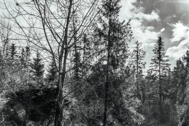 Orman, Karpatlar, Doğa Fotoğrafları - Avrupa, Doğu Avrupa, Romanya 