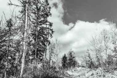 Ormandaki bir ağacın siyah beyaz fotoğrafı.