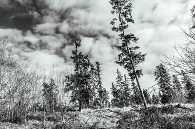 Ormandaki bir ağacın siyah beyaz fotoğrafı.