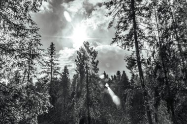 Dağlardaki çam ormanı