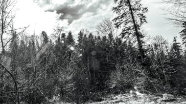 Karda kış ormanı manzarası