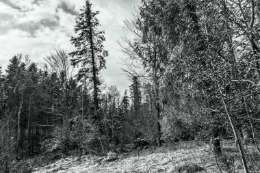 Ormanı olan güzel kış manzarası