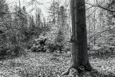 Doğal ormanın güzel manzarası